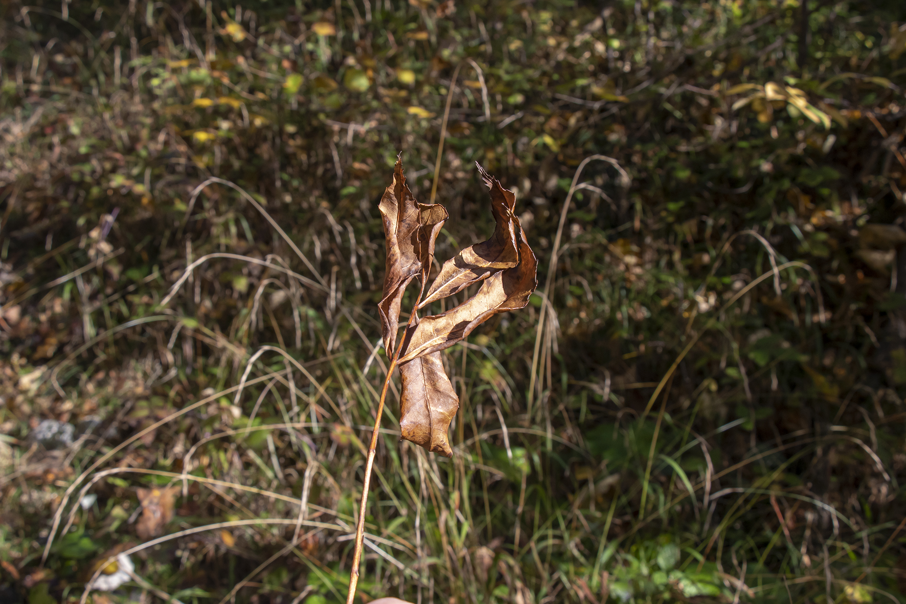 Was mit einem vorzeitigen Blattfall und Welke beginnt, führt zum Absterben ganzer Äste, Kronenteile und des gesamten Laubbaumes.