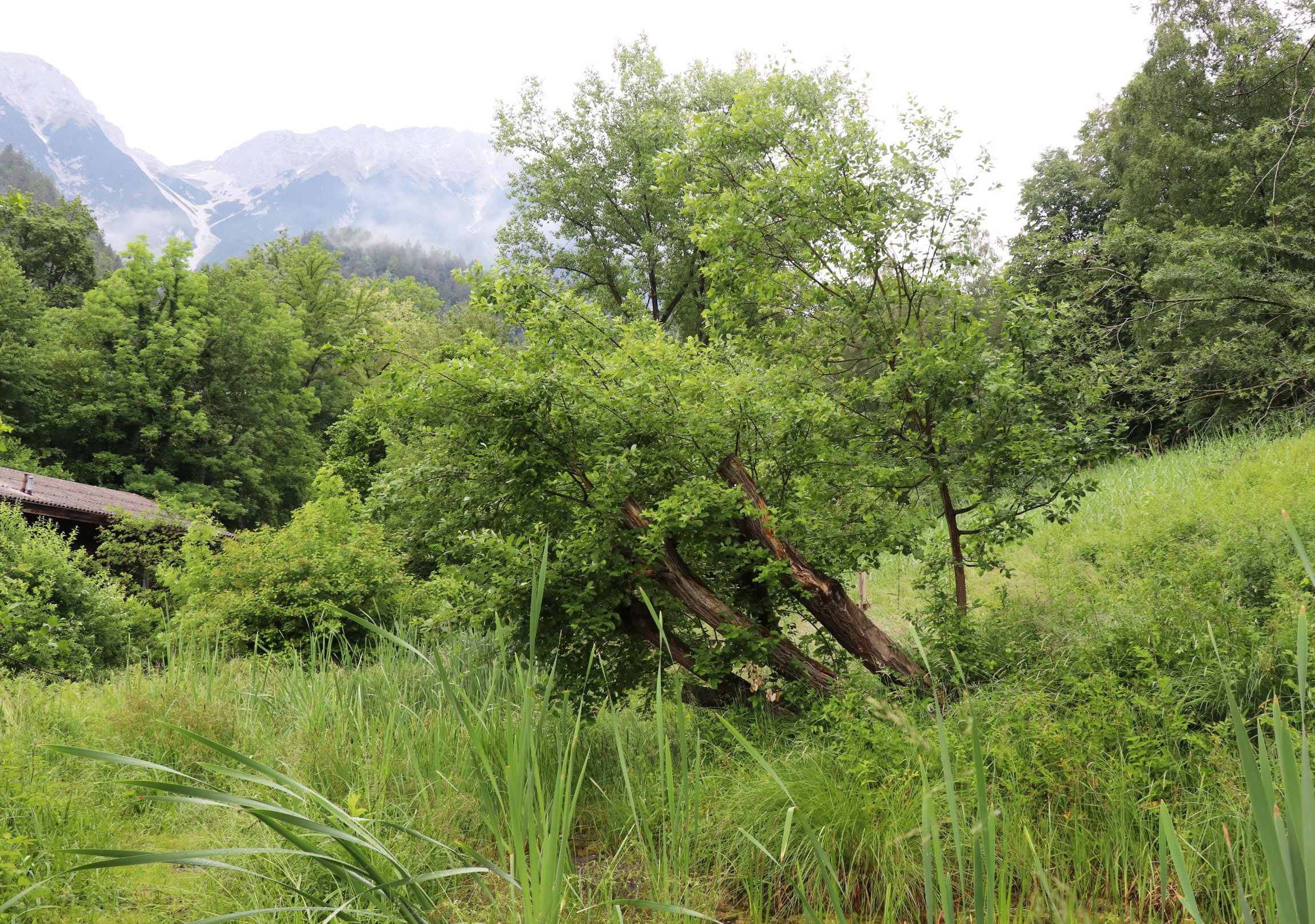 Das Fuchsloch am Fuß der Nordkette ist eine rund 15.000 Quadratmeter große Naturoase mit seltenen Tier- und Pflanzenarten.