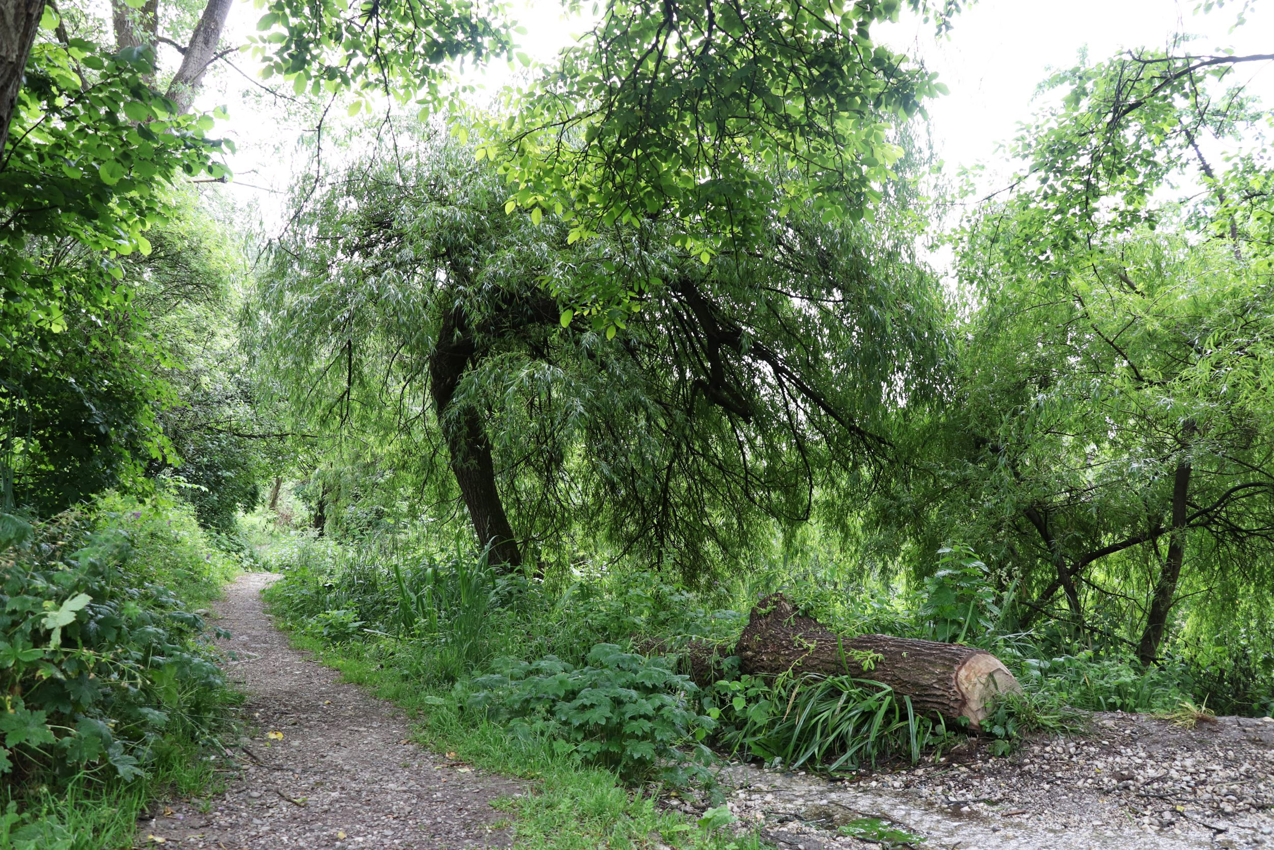 Tümpel, Teiche und Wiesen des "Fuchslochs" sind mittels Wegen zugänglich. Die Artenvielfalt ist erlebbar.