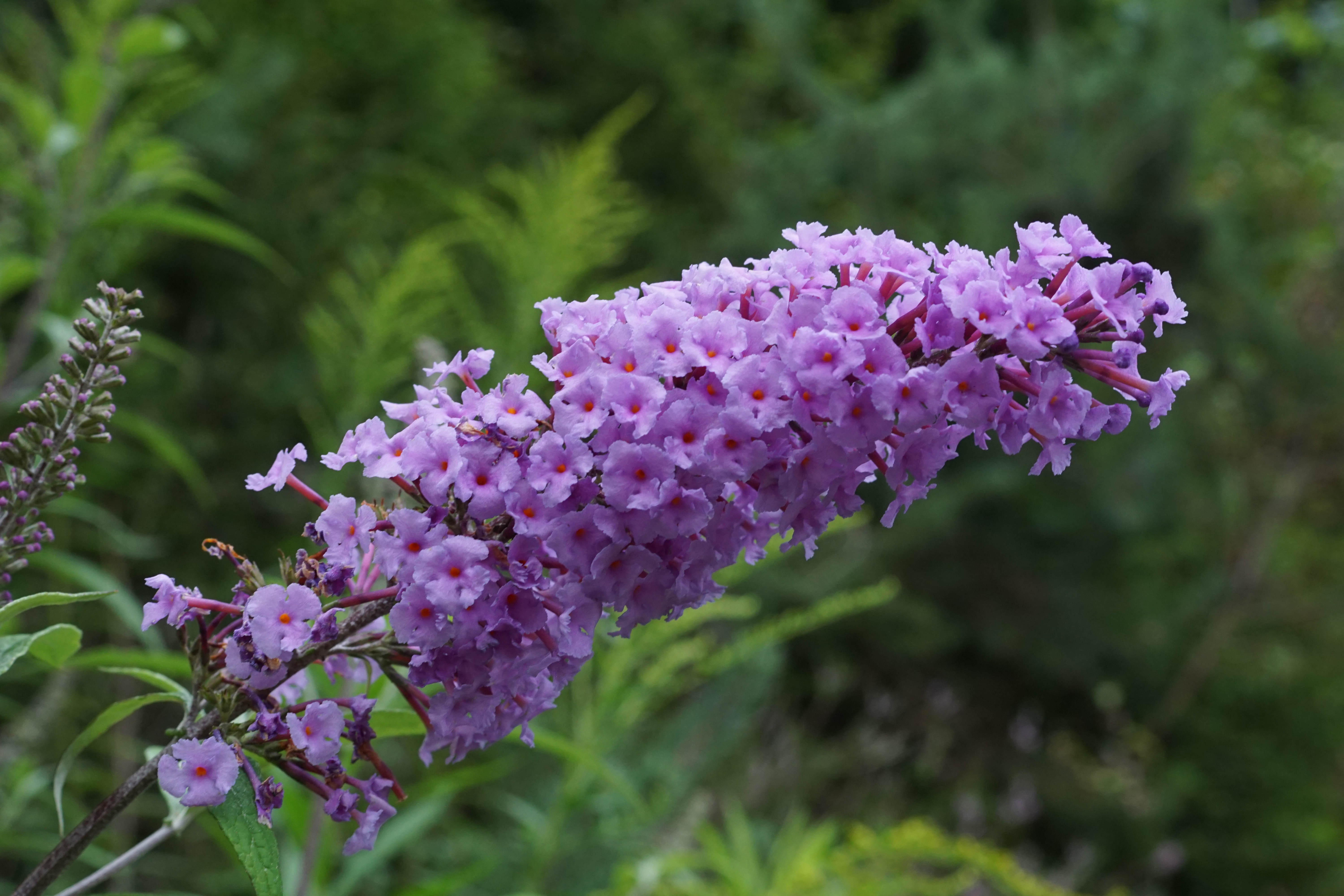 Der Gemeine Sommerflieder - auch als Schmetterlingsstrauch bekannt - zählt zu den gebietsfremden Pflanzenarten.
