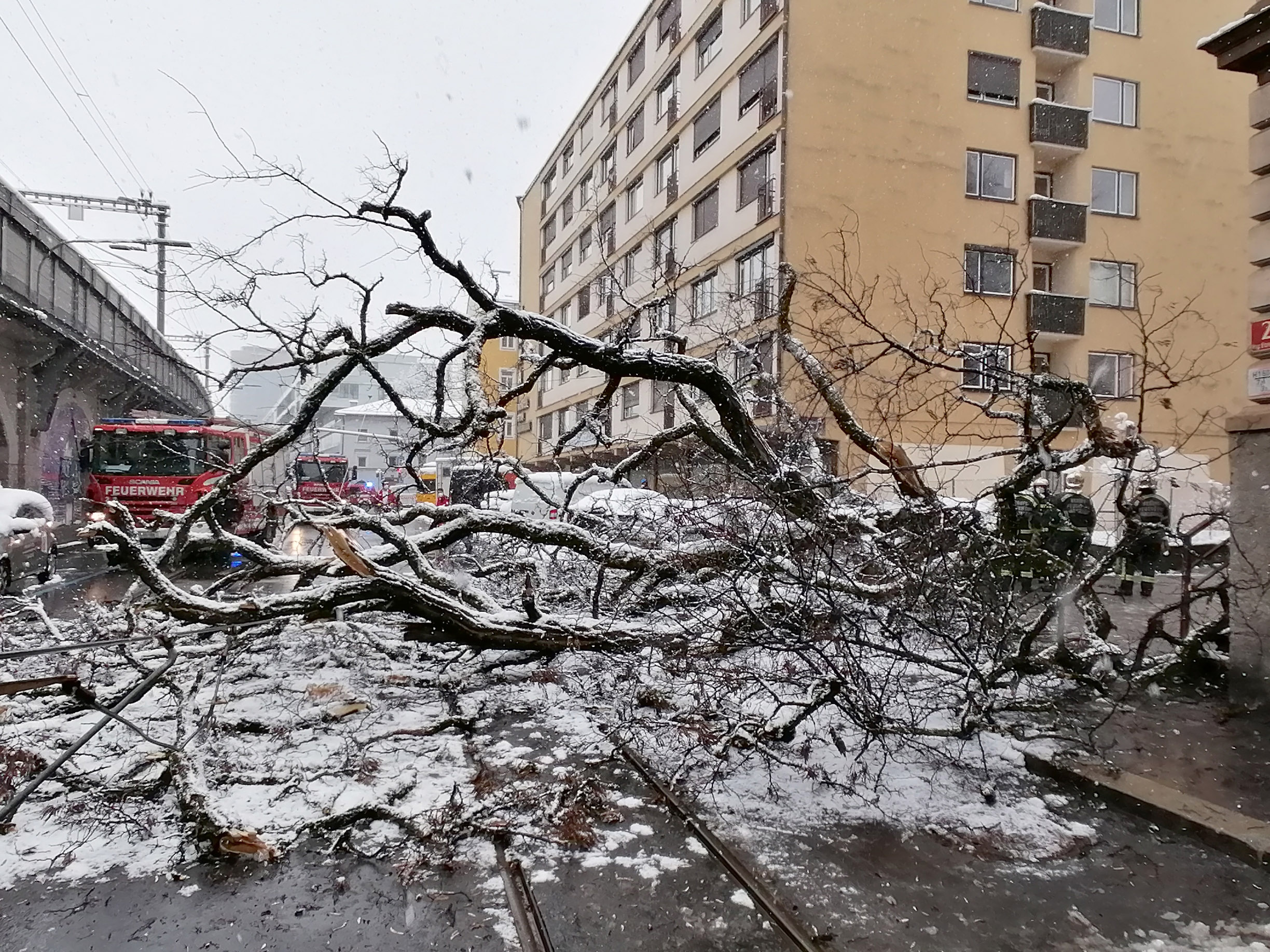 In der Ing.-Etzel-Straße stürzte am Montag, 22. März, eine Robinie um.