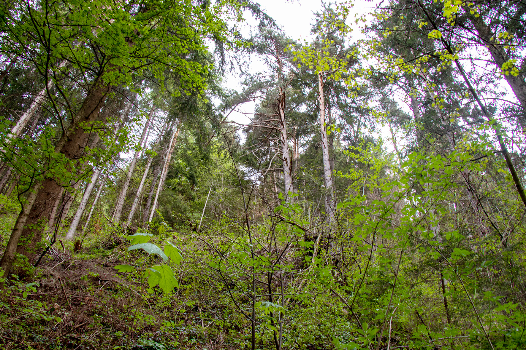 Die neue Naturwaldzelle in Mühlau besteht aus einem Laub-Nadel-Mischwald.