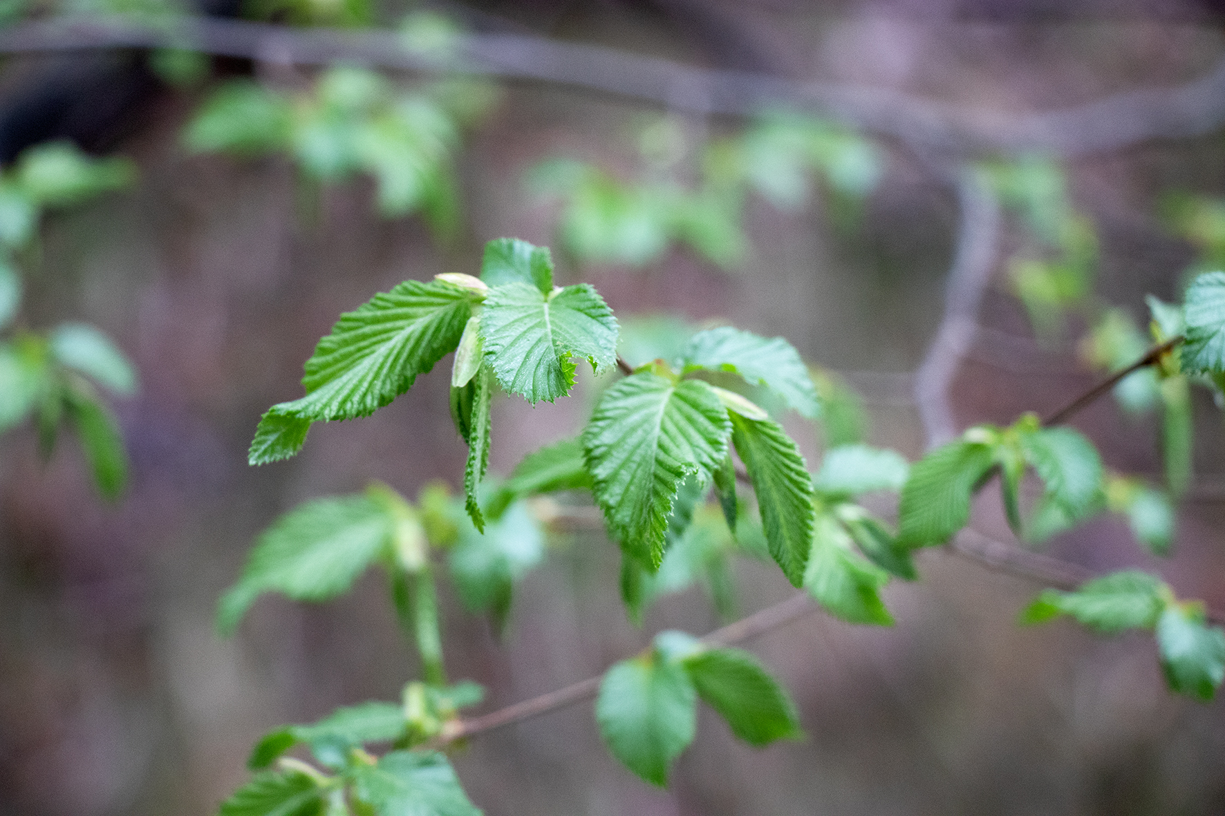 Die in Nordtirol seltene Hopfenbuche ist in Mühlau seit 1860 nachgewiesen.