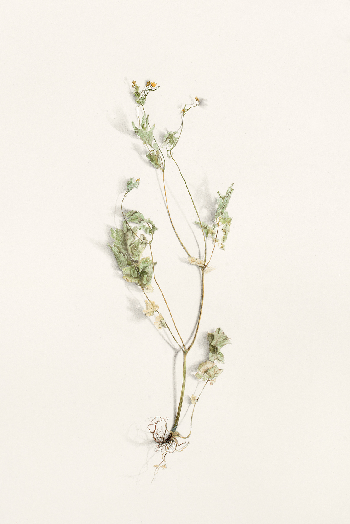 Alexandra Kontriner, Schöllkraut, Detail (2020, 76 x 56 cm, Aquarellfarbe und Bleistift auf Büttenpapier)