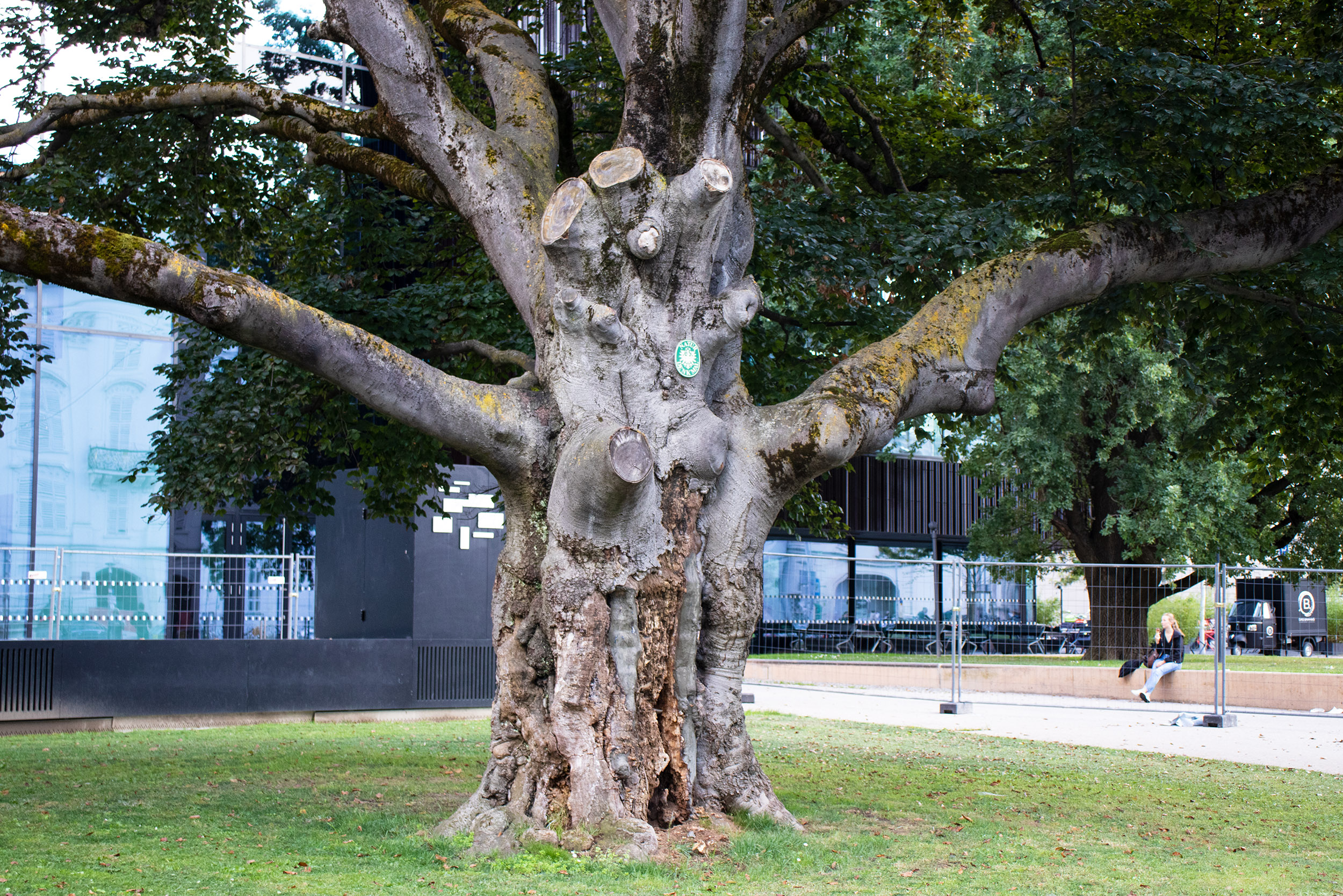 Ein endgültiges Gutachten soll über die Zukunft der Blutbuche vor dem Haus der Musik Innsbruck entscheiden.