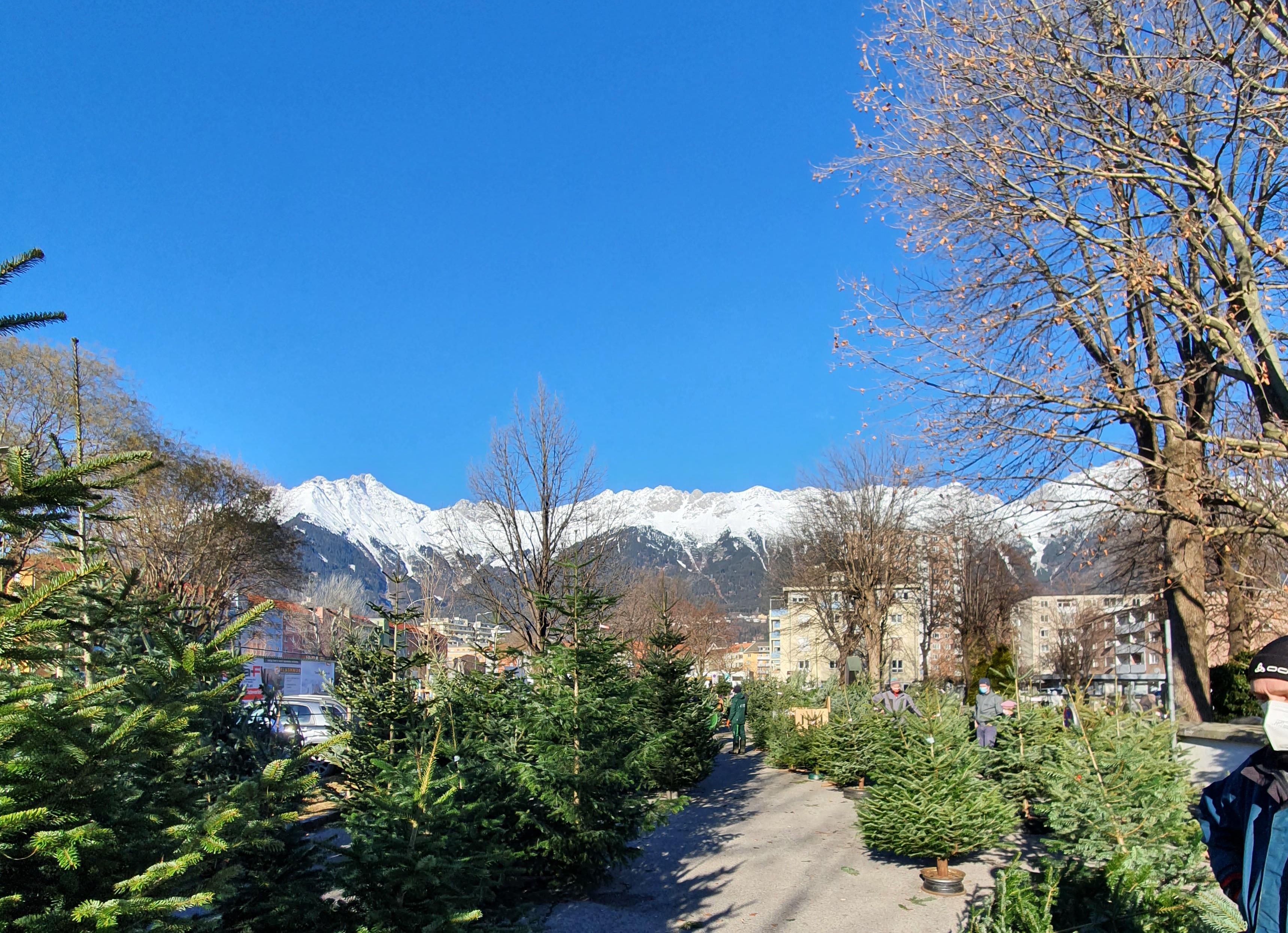 Christbäume von heimischen ZüchterInnen gibt es in der Anton-Eder-Straße zu kaufen.