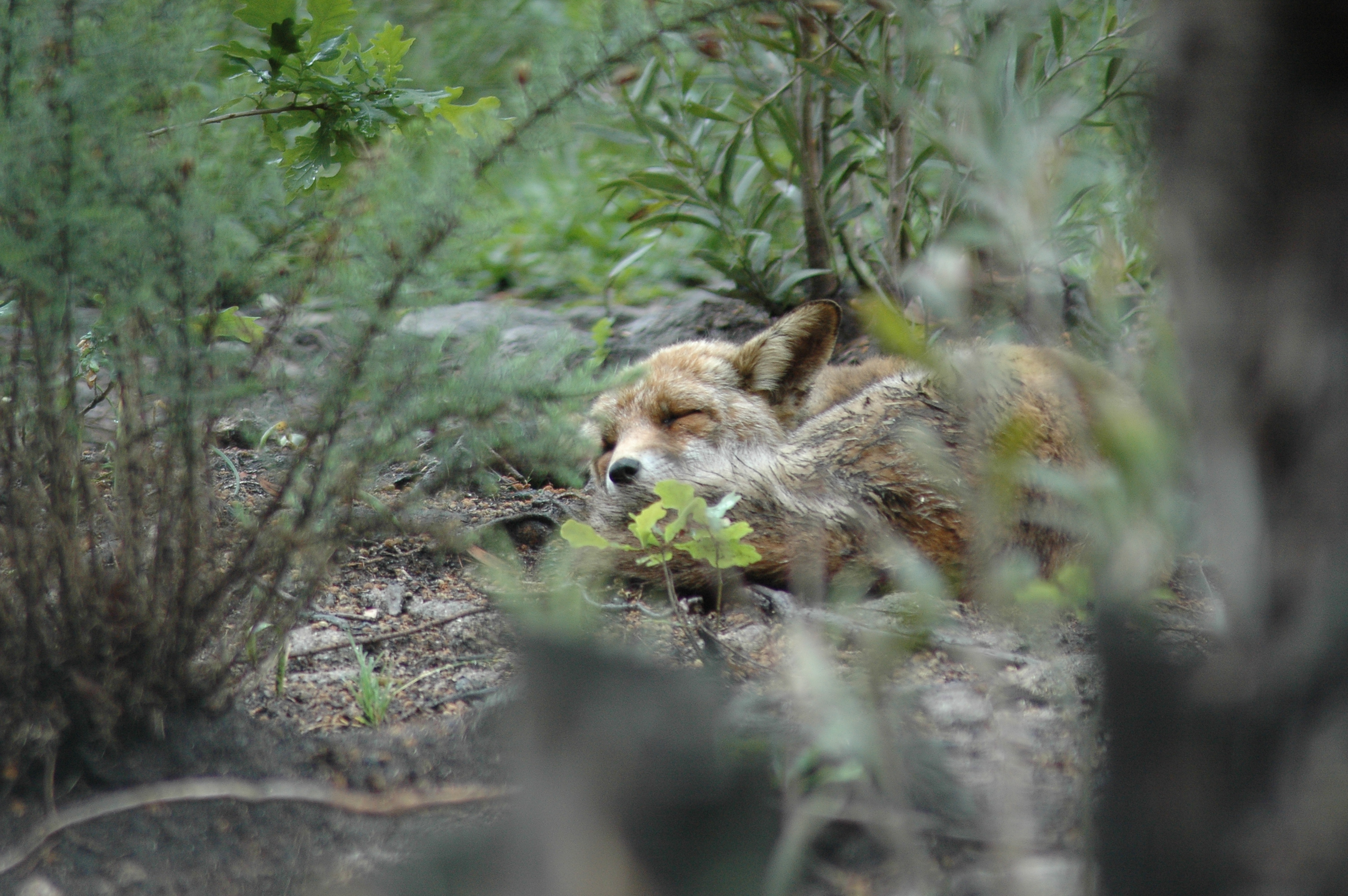 Manche BesucherInnen können sich vielleicht noch daran erinnern, dass es vor langer Zeit schon einmal Dachs und Fuchs im Alpenzoo gab. Diese beiden Tiere wird der Alpenzoo heuer, in seinem 60. Geburtstagsjahr, wieder zurückbringen und das besser denn je. Mitte Jänner wurde der Spatenstich im Beisein von Vizebürgermeister Johannes Anzengruber, Stadträtin Christine Oppitz-Plörer, Obmann der Zoofreunde Christoph Kaufmann als auch Alpenzoopräsident Herwig van Staa für die neuen Dachs- und Fuchsgehege gesetzt. Das neue tierische Highlight entsteht an der höchsten Stelle im Zoo – neben den Steinböcken – und wird noch in diesem Jahr fertiggestellt.