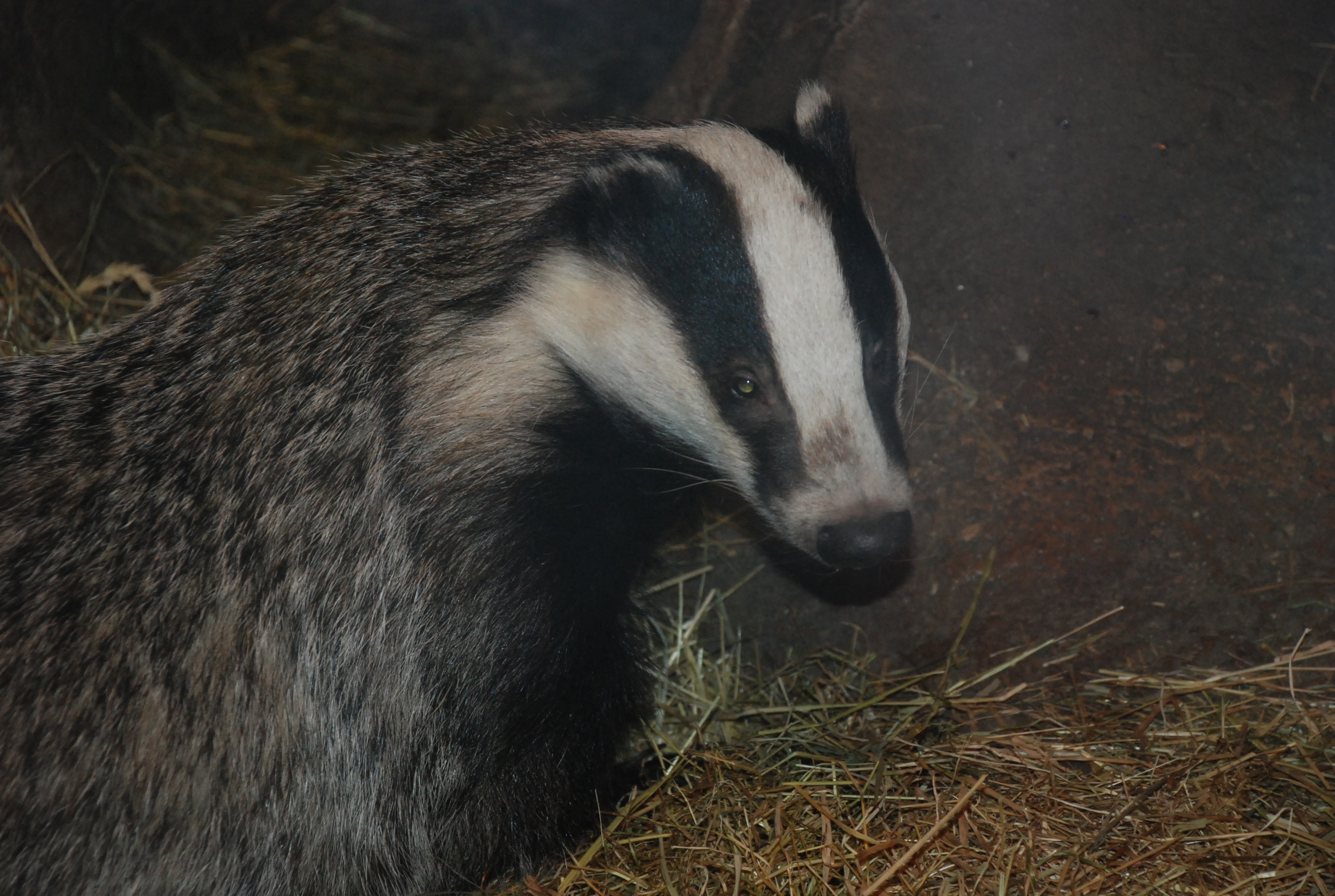 Manche BesucherInnen können sich vielleicht noch daran erinnern, dass es vor langer Zeit schon einmal Dachs und Fuchs im Alpenzoo gab. Diese beiden Tiere wird der Alpenzoo heuer, in seinem 60. Geburtstagsjahr, wieder zurückbringen und das besser denn je. Mitte Jänner wurde der Spatenstich im Beisein von Vizebürgermeister Johannes Anzengruber, Stadträtin Christine Oppitz-Plörer, Obmann der Zoofreunde Christoph Kaufmann als auch Alpenzoopräsident Herwig van Staa für die neuen Dachs- und Fuchsgehege gesetzt. Das neue tierische Highlight entsteht an der höchsten Stelle im Zoo – neben den Steinböcken – und wird noch in diesem Jahr fertiggestellt.