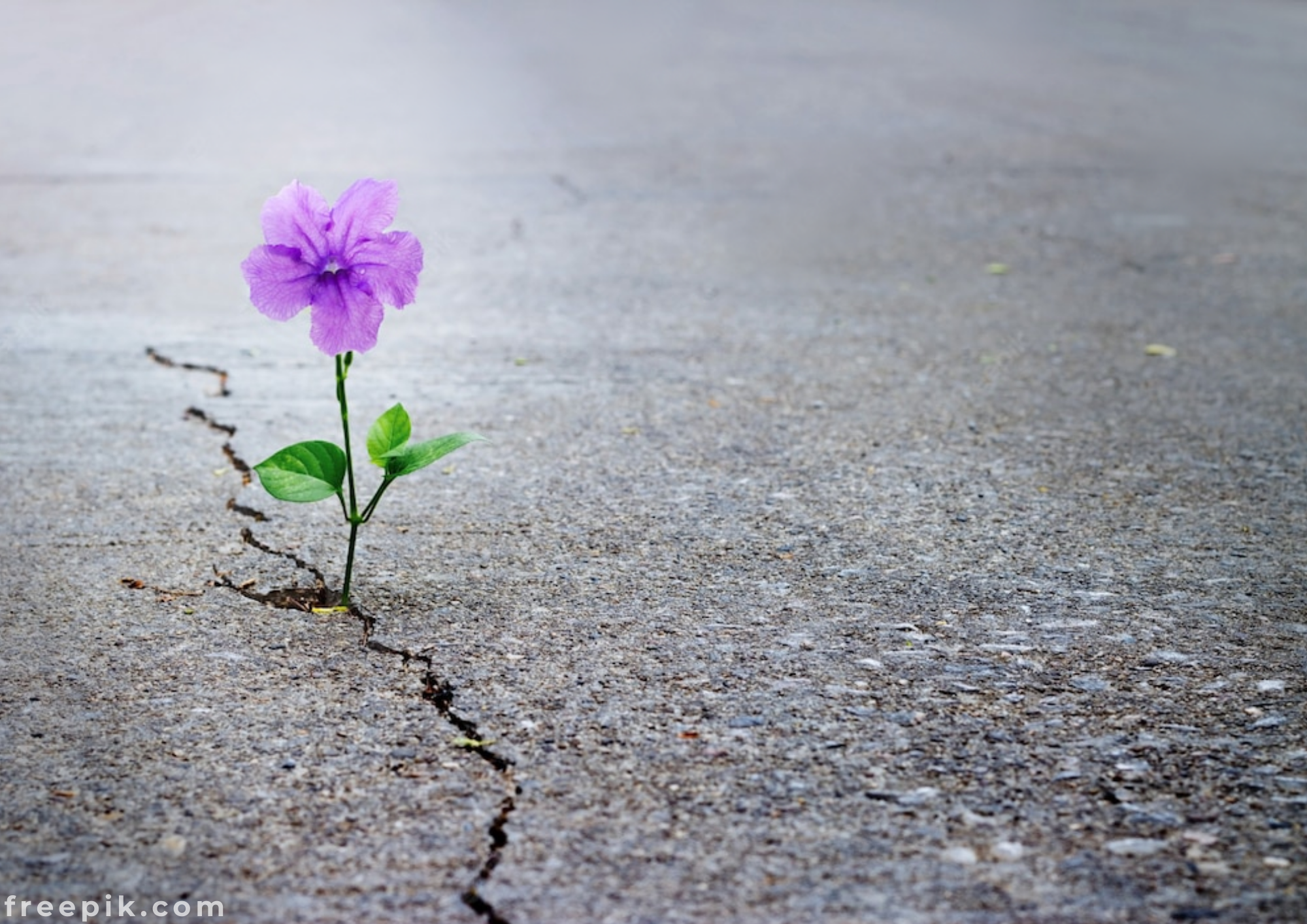 Die Kultur blüht wieder auf: In einer Diskussionsveranstaltung am 4. April zur Lage und zur Zukunft von Kunst und Kultur nach Corona wird gemeinsam nach vorne geblickt.