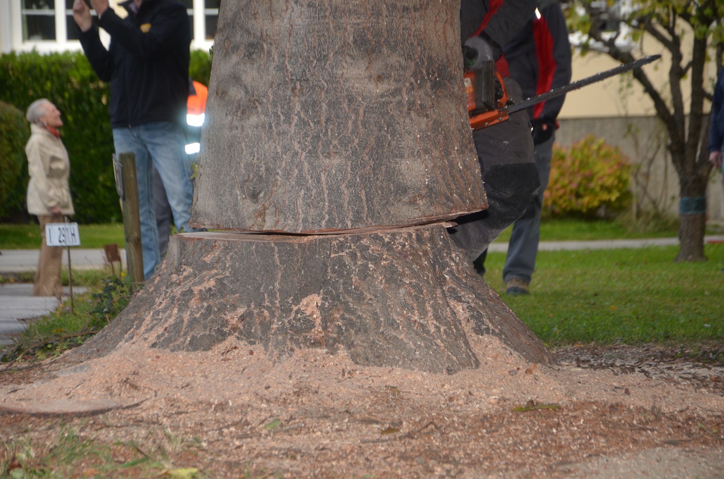 Es ist geschafft! Der fast ein Meter dicke Baumstamm ist durchtrennt.