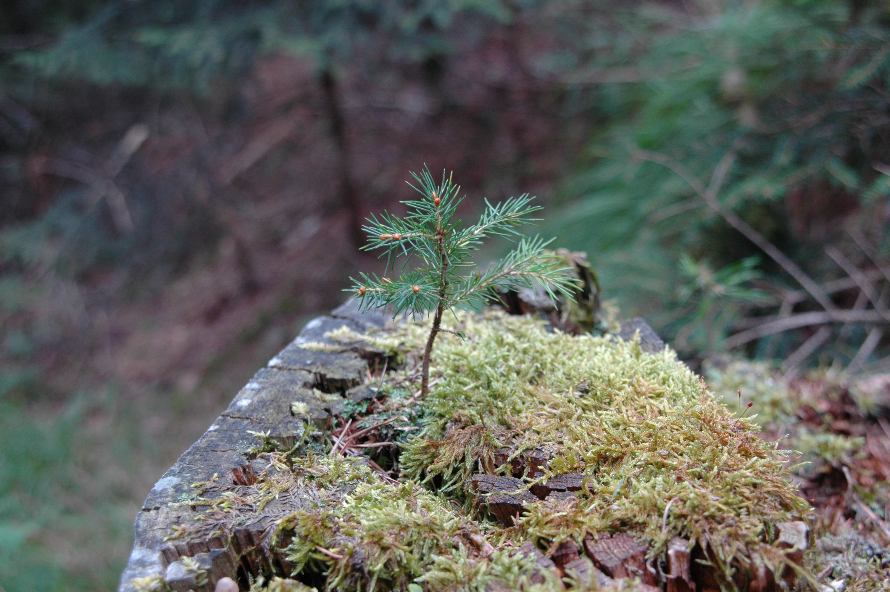 Pflege- und Schutzmaßnahmen des Waldes wirken sich direkt auf die Sicherheit der Stadt und ihrer BewohnerInnen aus.