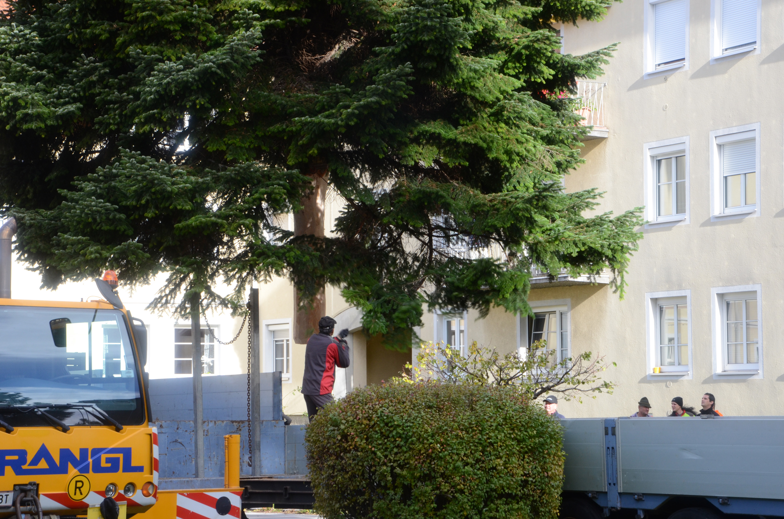 Jeder Handgriff muss sitzen, damit das Verladen der Tanne problemlos verläuft.