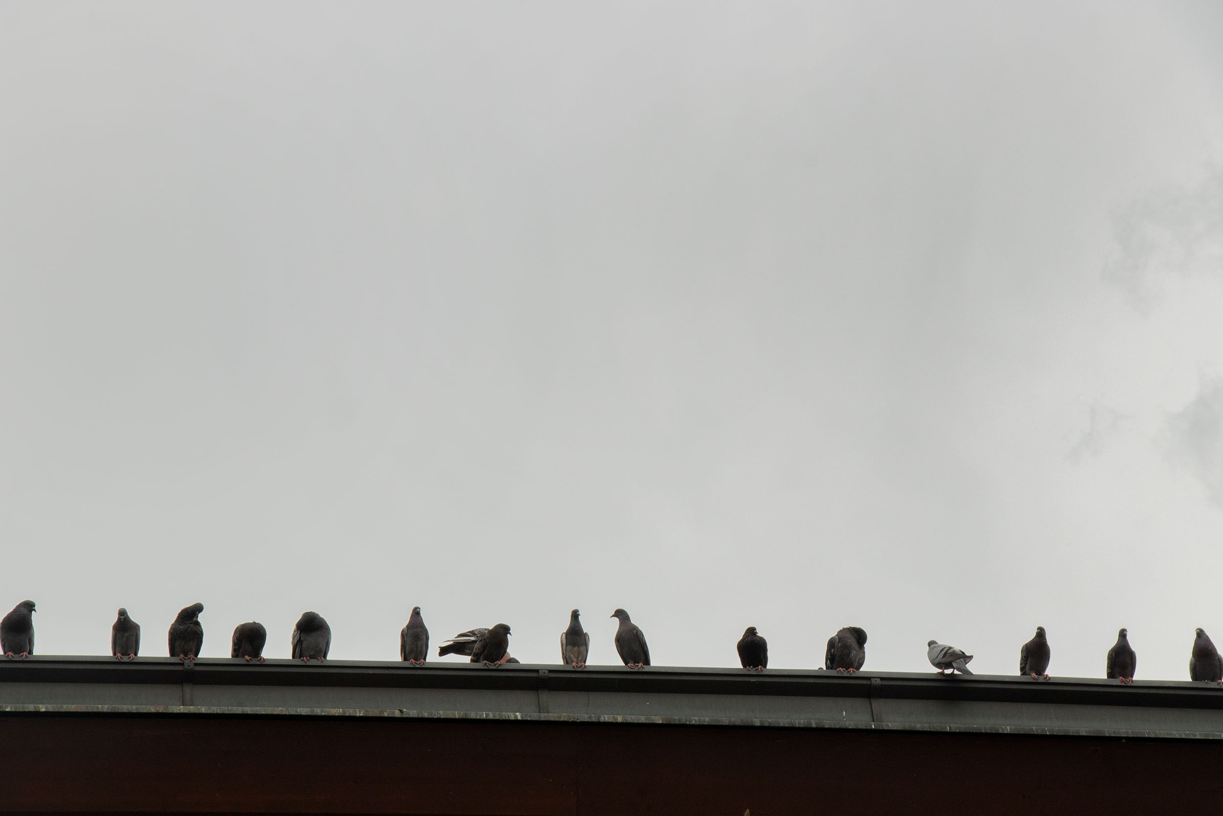 Unter Einbezug von ExpertInnen wurde der Taubenschlag vom Olympischen Dorf in die Roßau übersiedelt.