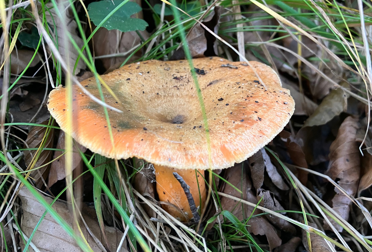 Die Stadt Innsbruck bietet allen SchwammerlsucherInnen mit der Pilzberatung ein besonderes Service.