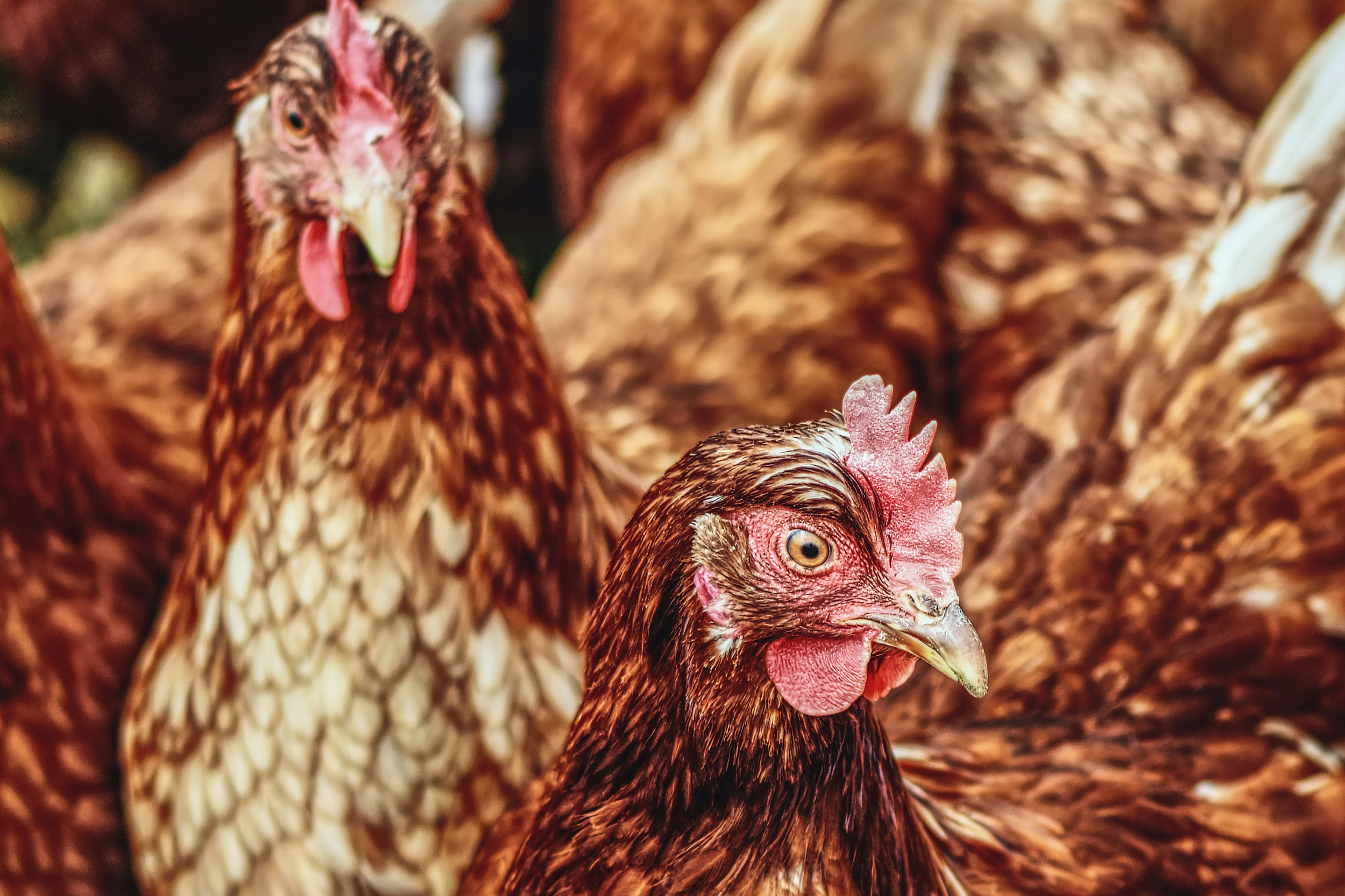 Derzeit sollte die Fütterung und Tränkung von Geflügel nur im Stall oder unter Dach erfolgen.