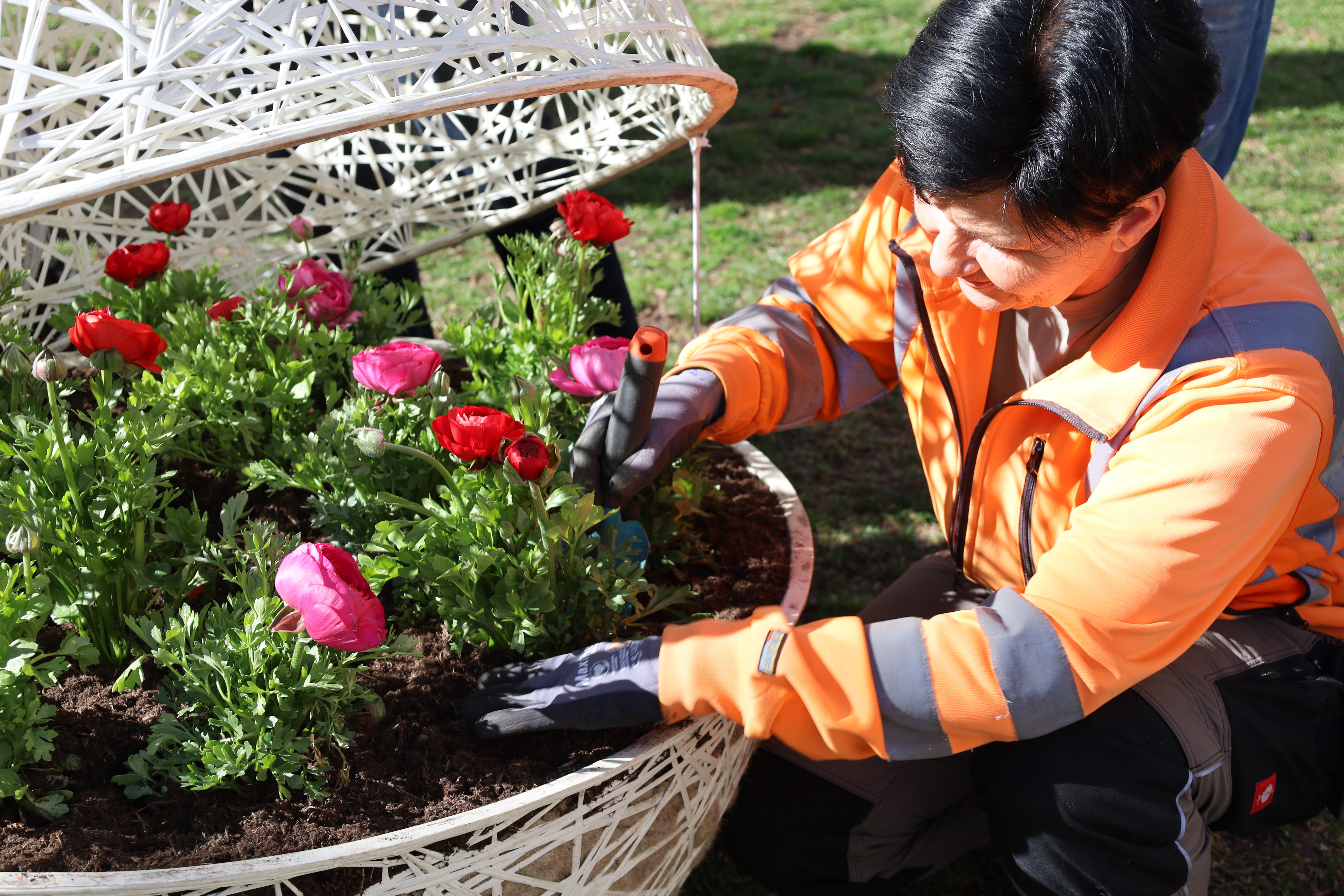 Jetzt im März setzen die GärtnerInnen Frühjahrsblüher wie Ranunkeln.