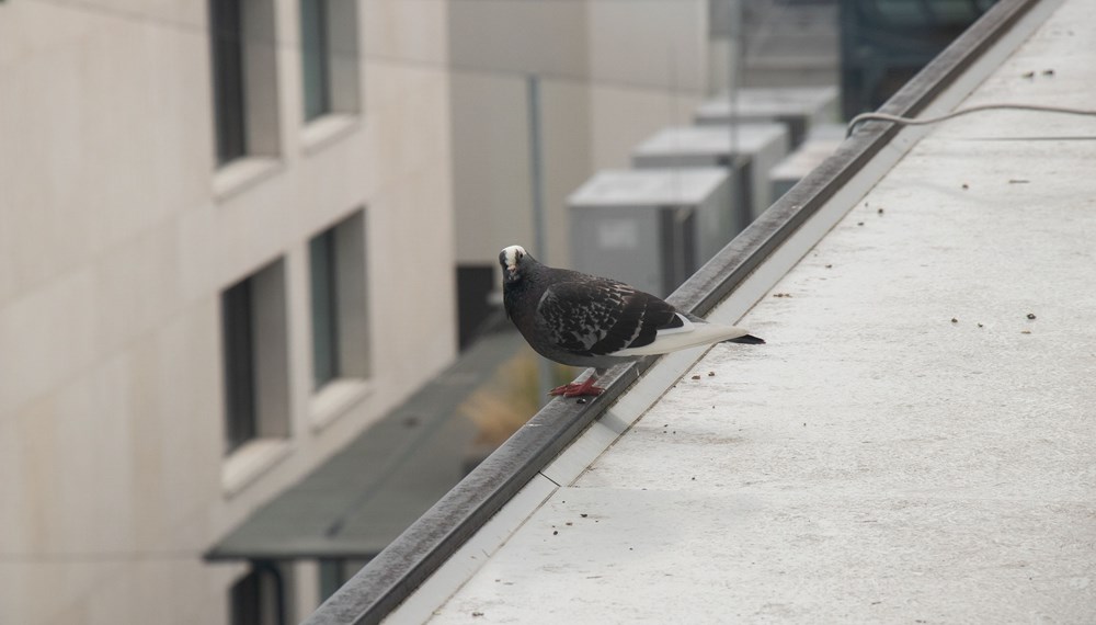 Das neue Pilotprojekt zur Innsbrucker Taubenstrategie wurde von der ARGE Tierschutz einstimmig beschlossen.