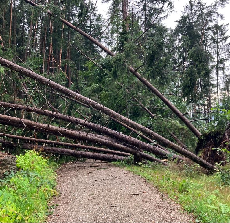 In den letzten Wochen ist in den Innsbrucker Wäldern viel Schadholz angefallen, das nun dringend entfernt werden muss.