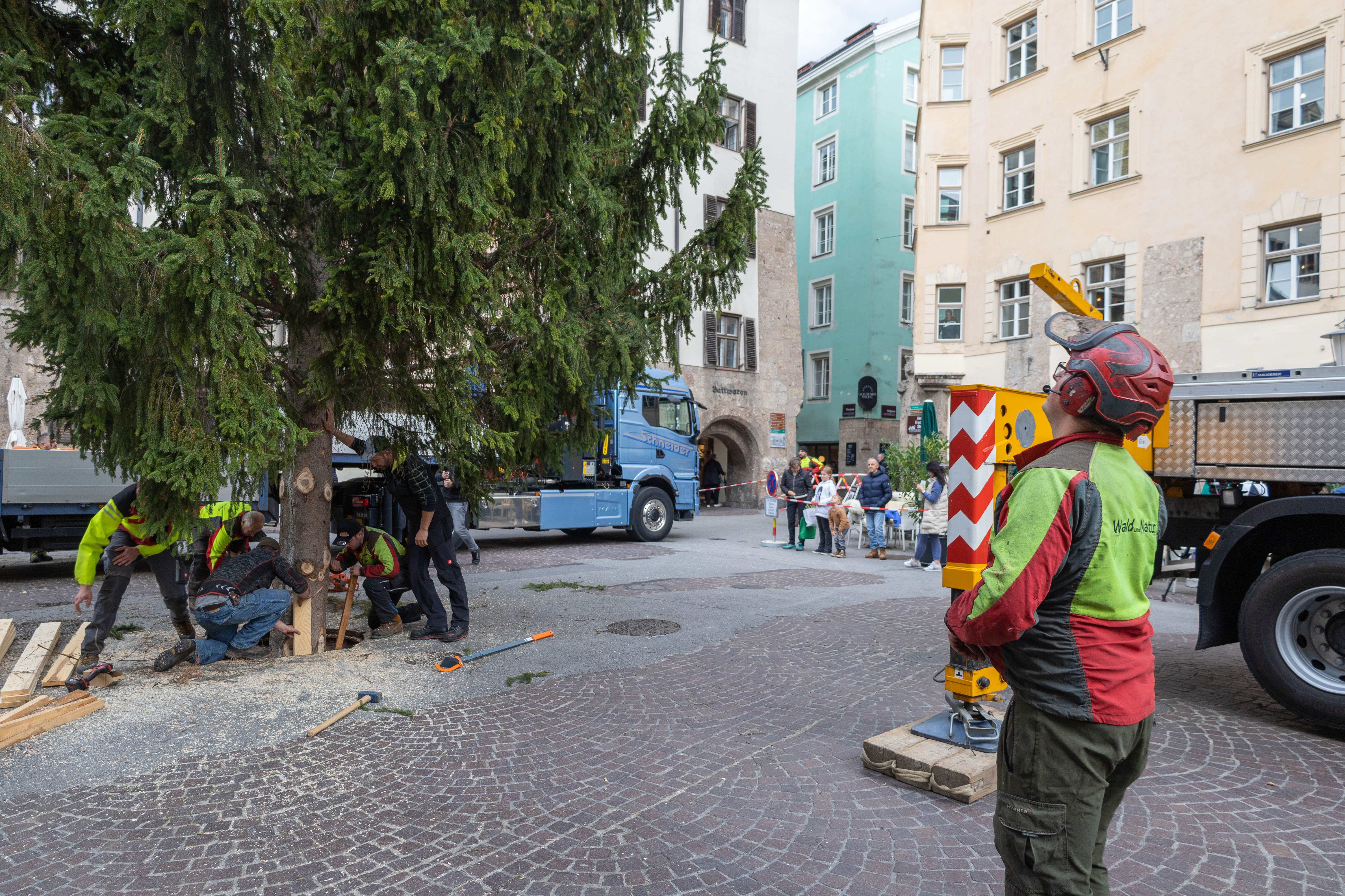 Alles im Blick: vorne wird der Baum noch mit Keilen gesichert.