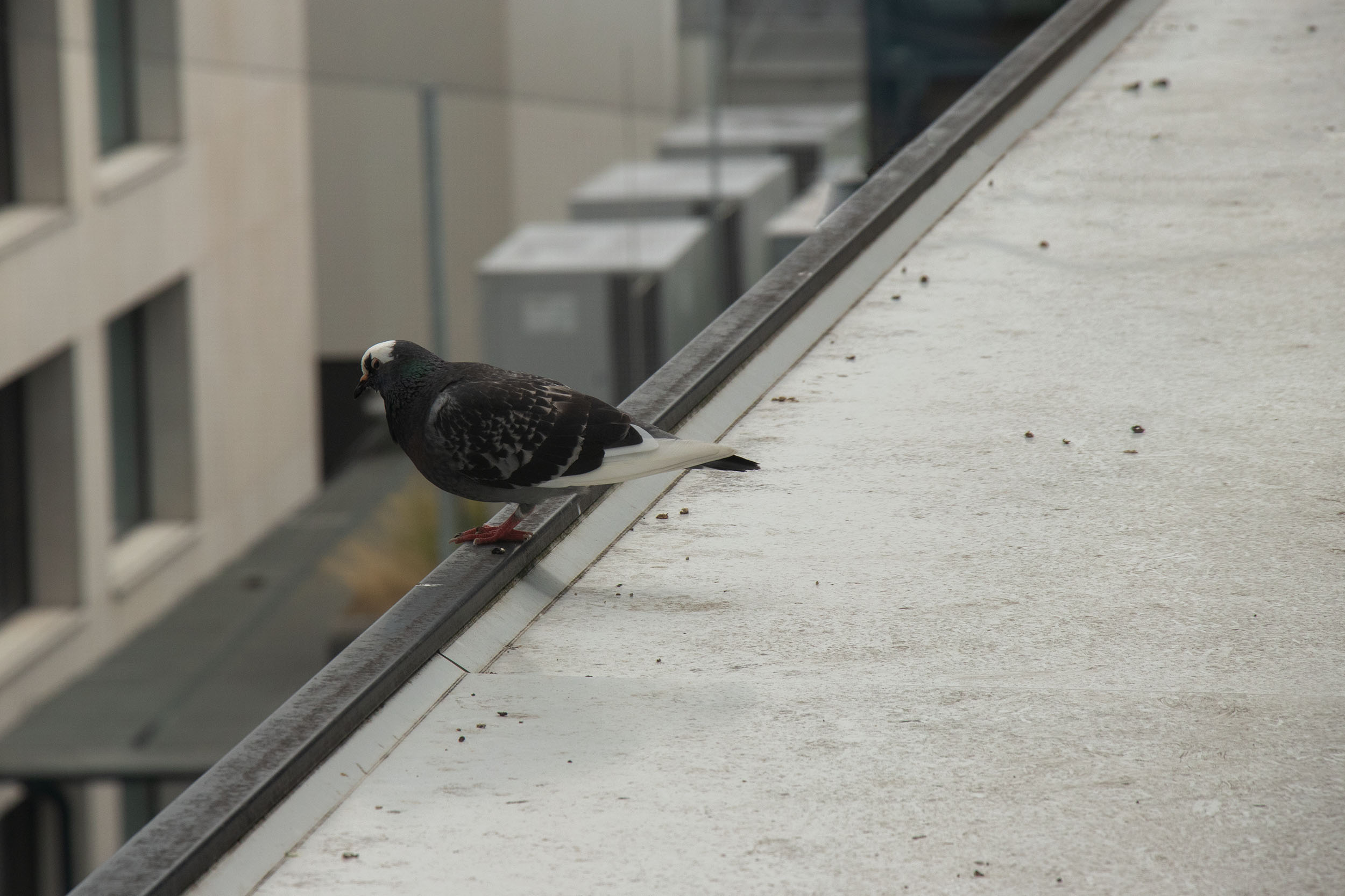 Tauben im Raum Innsbruck sind vermehrt vom Newcastle Disease Virus betroffen.