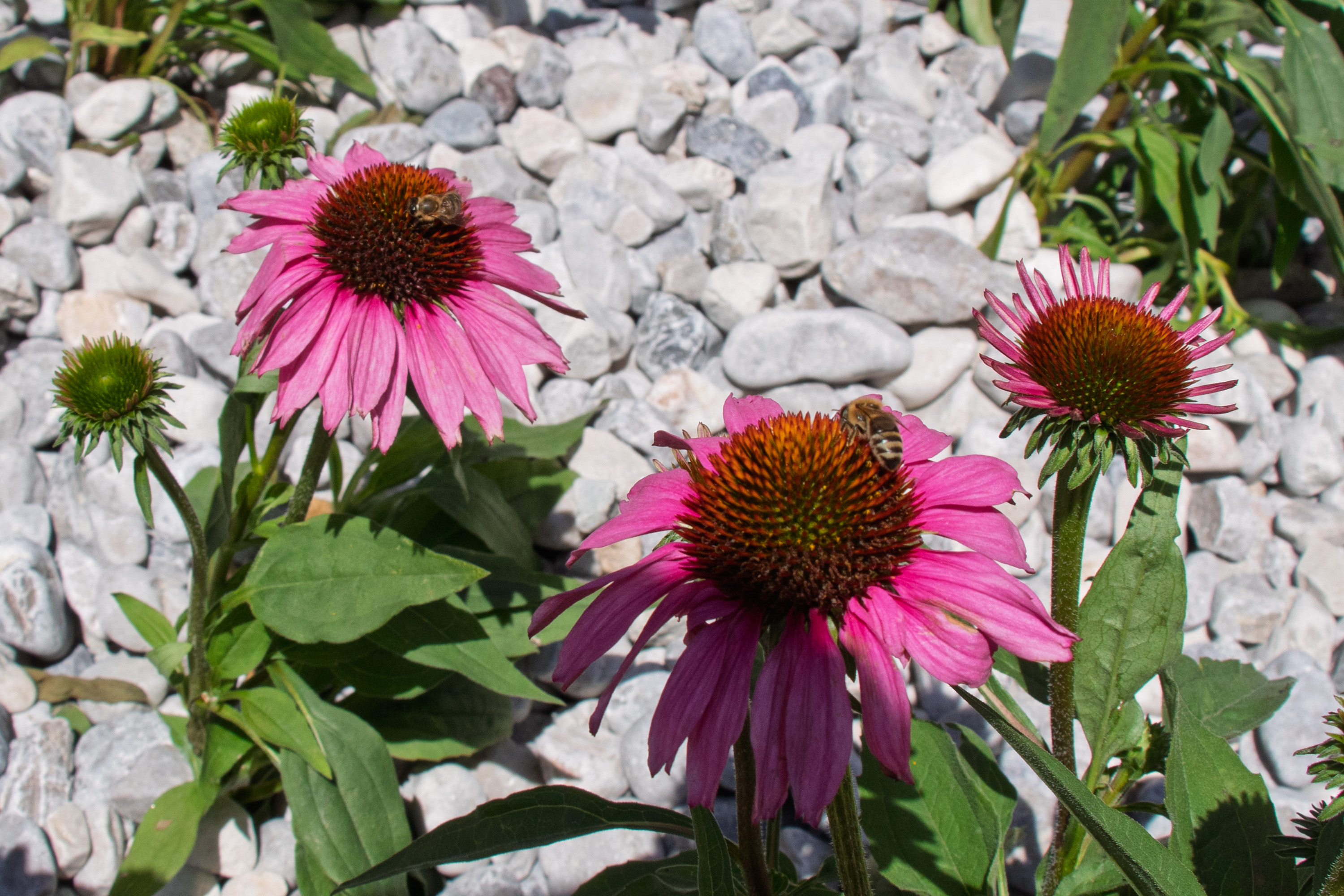 Verschiedene Insektenarten umschwirren bereits eifrig die neu gepflanzten Stauden und Gräser.