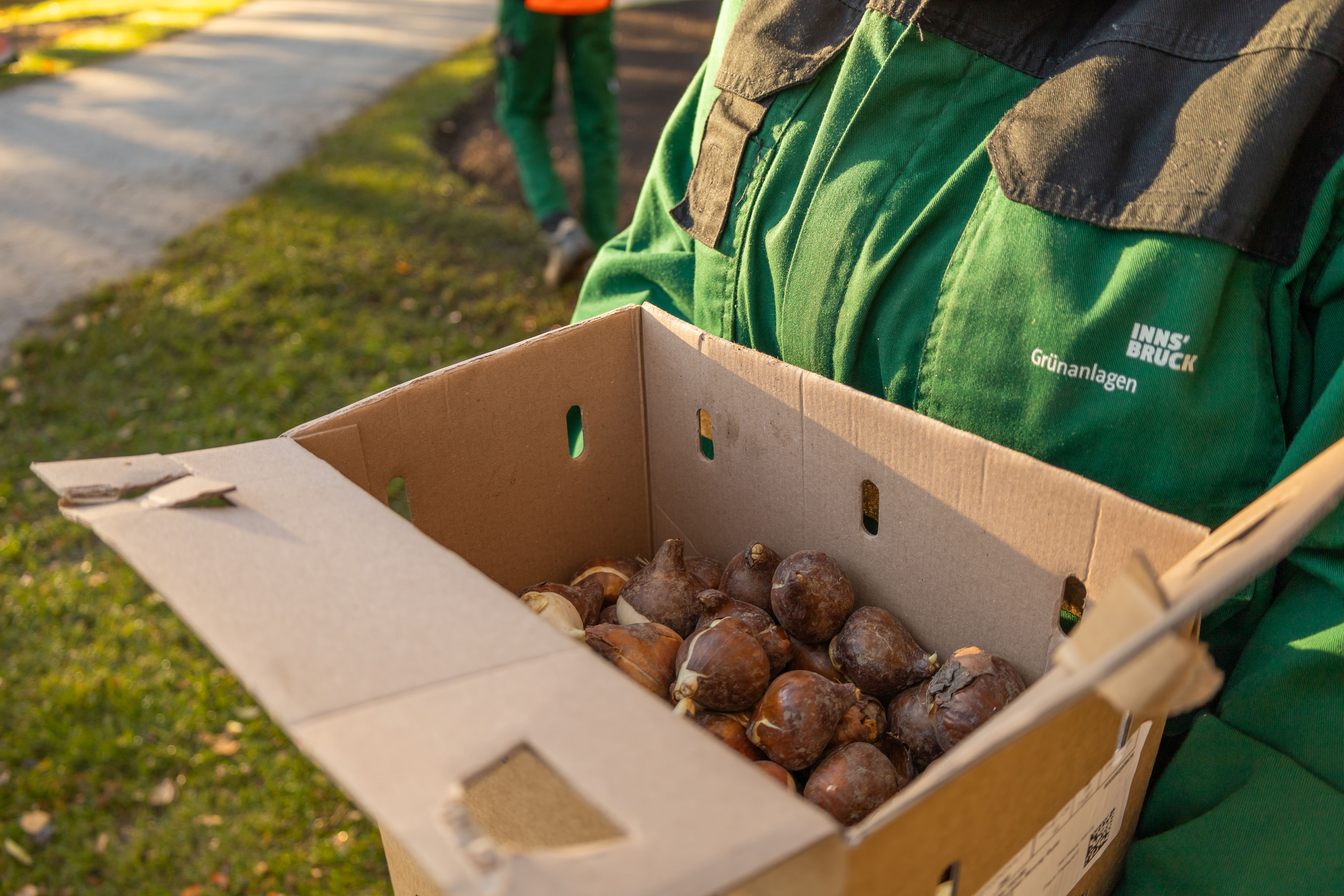Mehr als 53.000 Blumenzwiebel pflanzt das Team der Grünanlagen in diesem Herbst. © M. Freinhofer