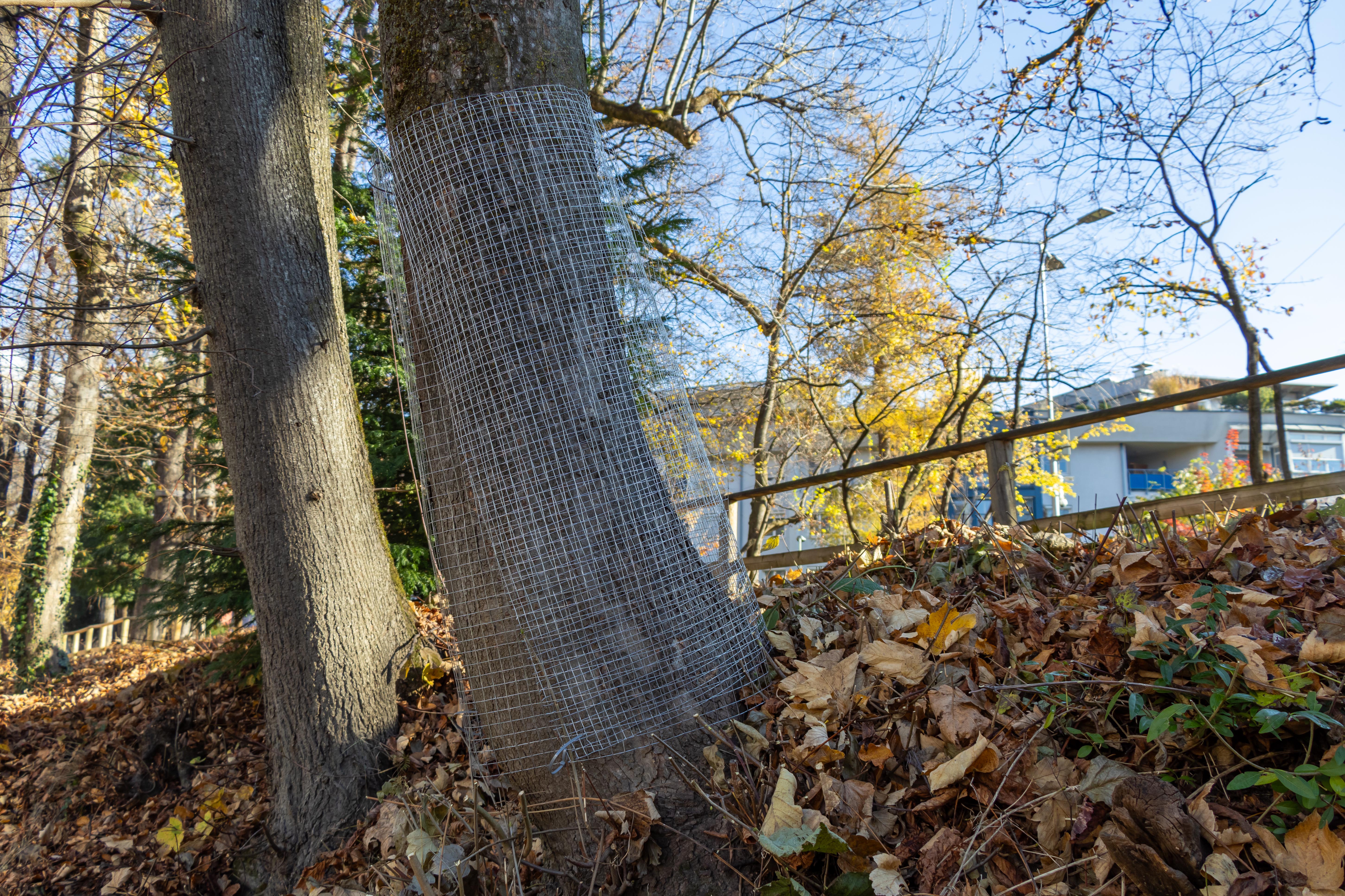 Die SchülerInnen umwickelten die Bäume mit Gitter, um sie vor dem Fällen durch den dort lebenden Biber zu schützen.