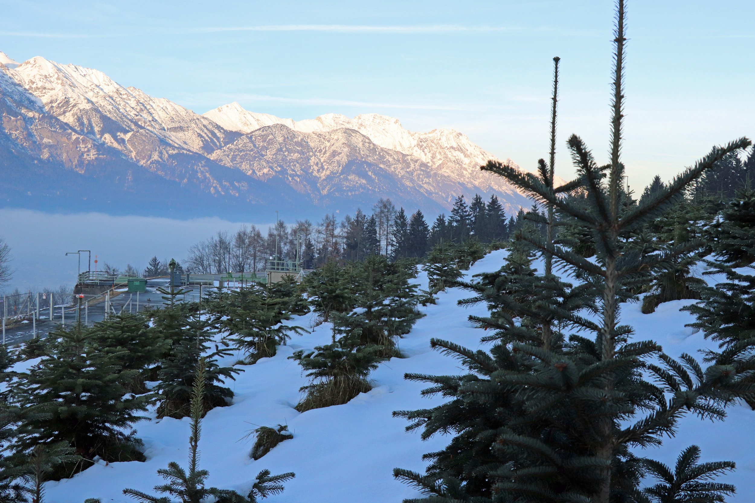 Am Lemmenhof knapp oberhalb der Autobahnauffahrt Innsbruck Mitte befindet sich eine der städtischen Aufzuchtstationen für Christbäume.