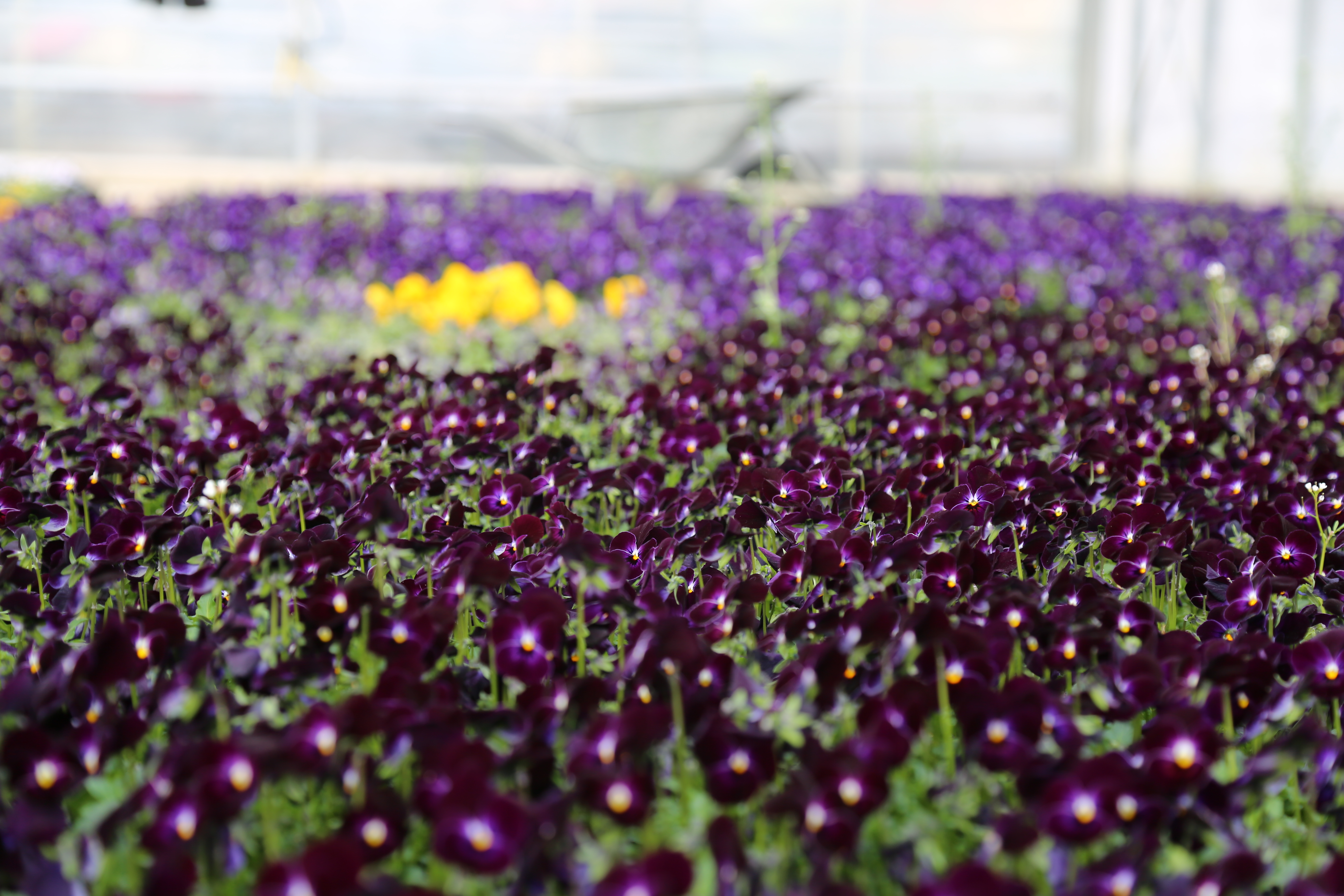 Hier sehen Sie die selbst nachgezüchteten Pflanzen, die im Frühjahr in die Beete über ganz Innsbruck verteilt, gesetzt werden.