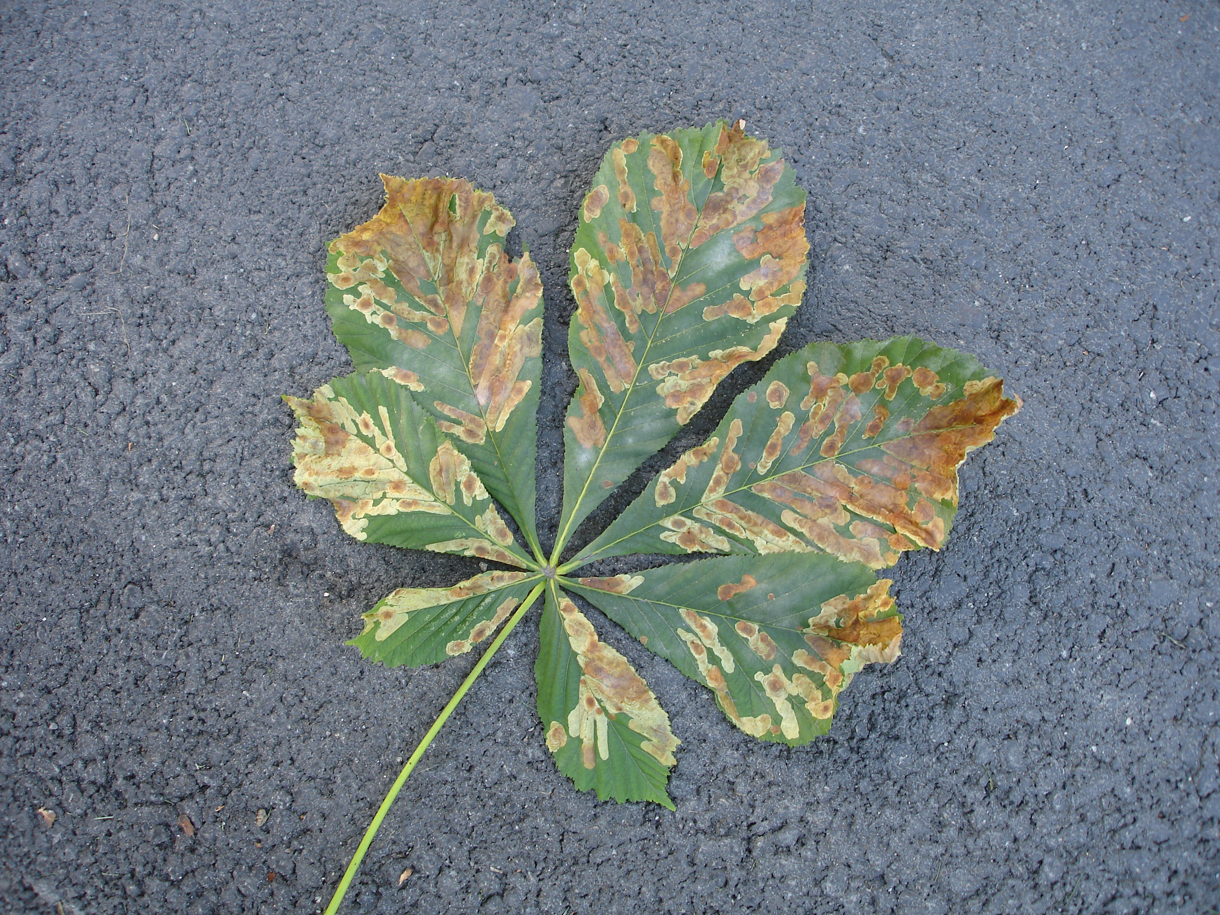 Blattschäden mit den auffallenden Platzminen der Miniermotte.