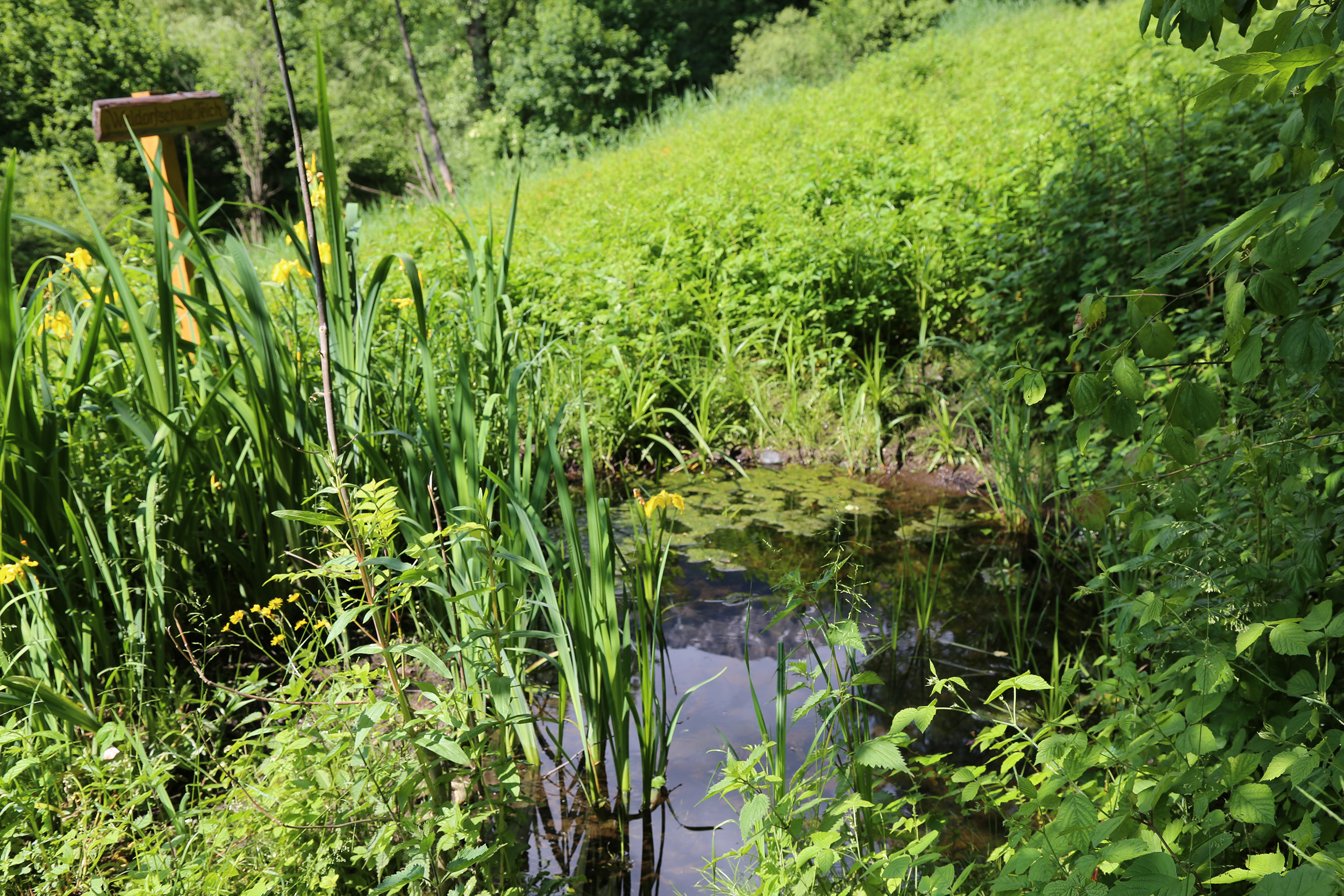 Der Ausschuss für Umwelt, Energie und Mobilität, unter der Vorsitzenden Uschi Schwarzl, besuchte das Mühlauer Fuchsloch. 1989 wurde ein Großteil der heutigen Teiche vom Mühlauer Erwin Kögl angelegt. Seit 1998 wird das 2,5 ha große Naturschutzgebiet durch „natopia“ betreut. Die Stadt Innsbruck fördert dieses Projekt und konnte sich im Beisein von Vizebürgermeisterin Sonja Pitscheider von der hervorragenden Arbeit überzeugen. Biotopsmanagerin Sylvia Auer wartet mit beeindruckenden Zahlen auf und sogar der seltene Teichmolch sowie der Bergmolch konnte gesichtet werden.