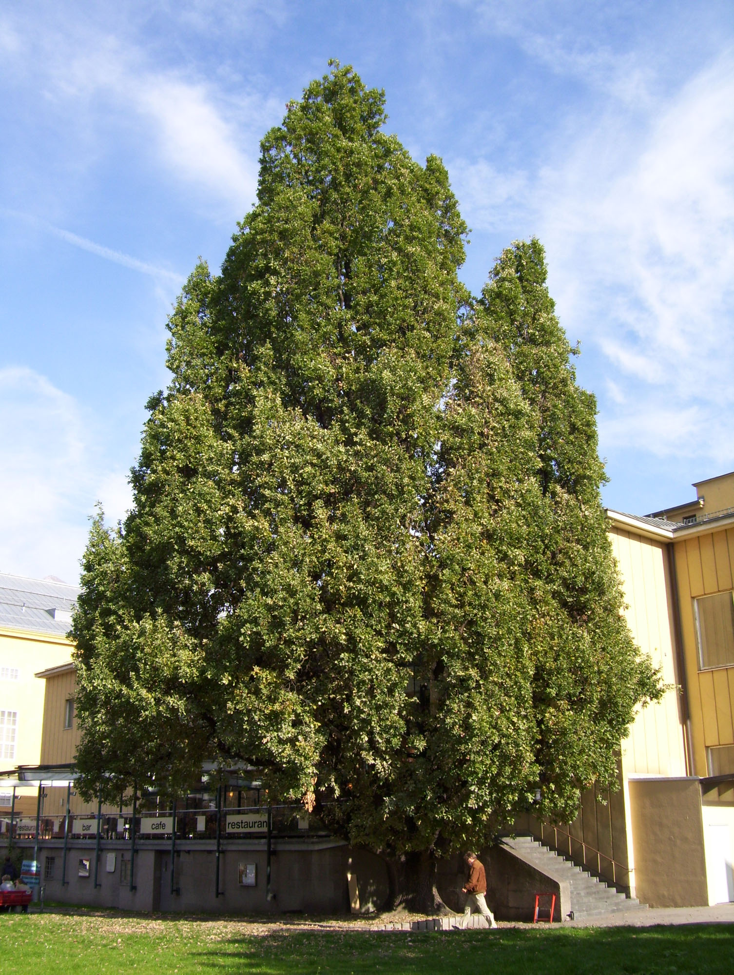 Die Säuleneiche bei den ehemaligen Stadtsälen bzw. beim zukünftigen Haus der Musik