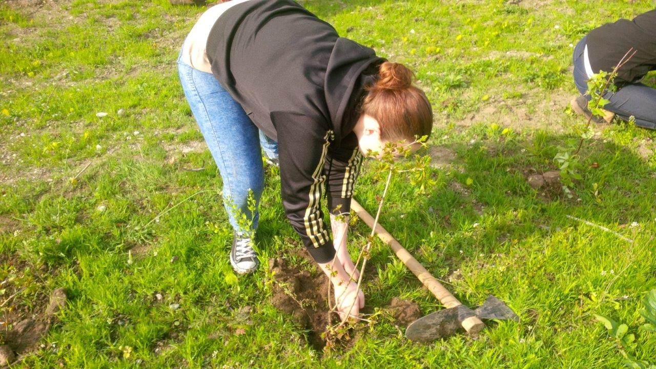 Am 22. April haben die Lehrlinge im Stadtmagistrat Innsbruck, von der Bürokauffrau bis zum Landmaschinenmechaniker im Bereich Kranebitten mit großem Eifer und Spaß an der Sache einen Waldgürtel aufgeforstet. dieser Waldgürtel bildet zukünftig eine Grünstreifen zwischen den neuen Siedlungsbereichen im Westen von Kranebitten und dem neuen Spielplatz, dessen Bau in Kürze beginnen wird. Dafür wurden von den Mädchen und Buben ca. 300 Straücher, welche auch in der Natur um Innsbruck vorkommen, verpflanzt. Damit haben die Lehrlinge einen aktiven Beitrag zur Erhaltung und Verbesserung der Wohnqualität in Kranebitten, der Erholungswirkung des Waldes rund um Innsbruck sowie zur Verbesserung des Lebensraumes für Vögel und andere Bewohner von Waldrandbereichen geleistet.
Das Amt für Land- und Forstwirtschaft, welches zusammen mit mit der Lehrlingsbeauftragten Monika Erharter diese Aktion für unseren Lehrlinge organisiert hat, zeigt sich über den Einsatzwillen und das Engagement der Jugendlichen beeidruckt und bedankt sich für die gute Arbeit. Das Amt für Personalwesen hat seinen Beitrag in Form einer wohlverdienten Stärkung Ihrer jüngsten Mitarbeiter geleistet, wofür sich die jungen Waldarbeiter herzlich bedanken.