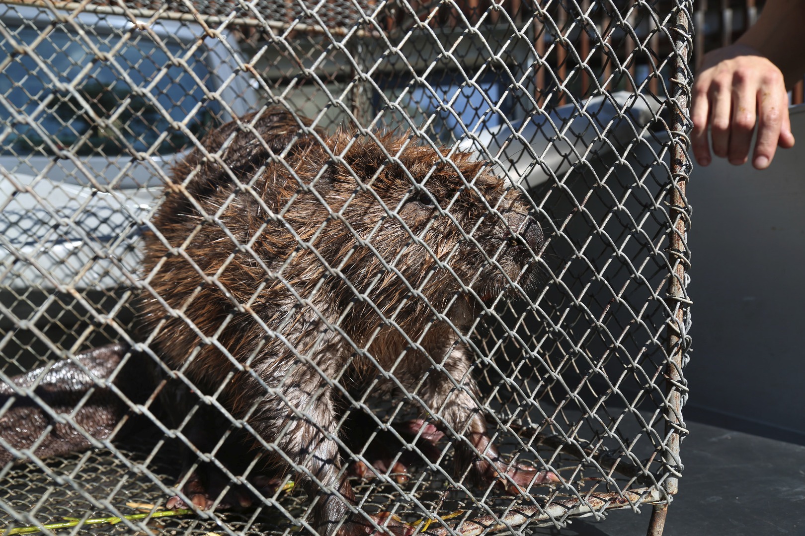 Der gesund gepflegte Biber in seinem "Taxi".