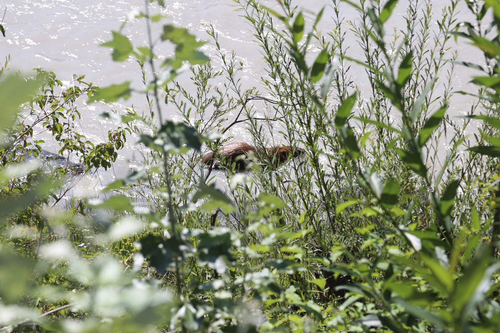 Stromaufwärts macht sich der Biber auf die Suche nach einem geeigneten Versteck bevor er sich wieder auf Wanderschaft macht.