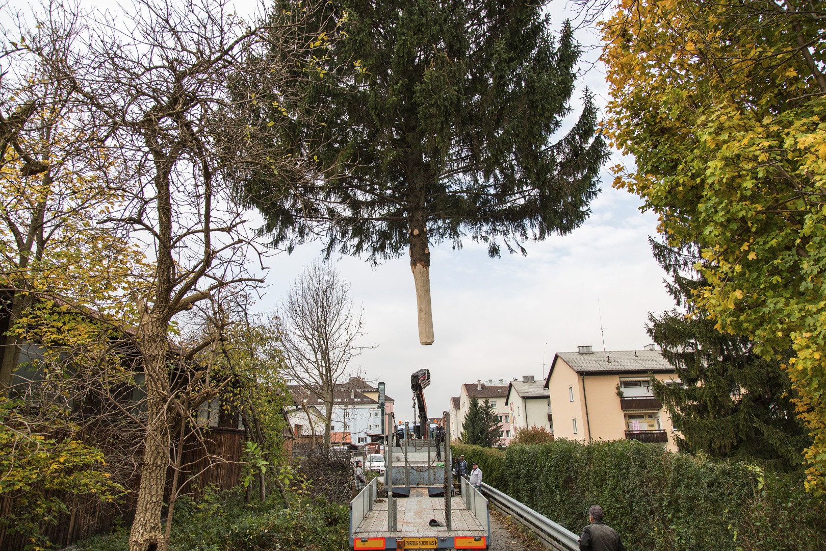 Der 5-Tonnen-Baum schwebt über den Dächern der Lutterottistraße.