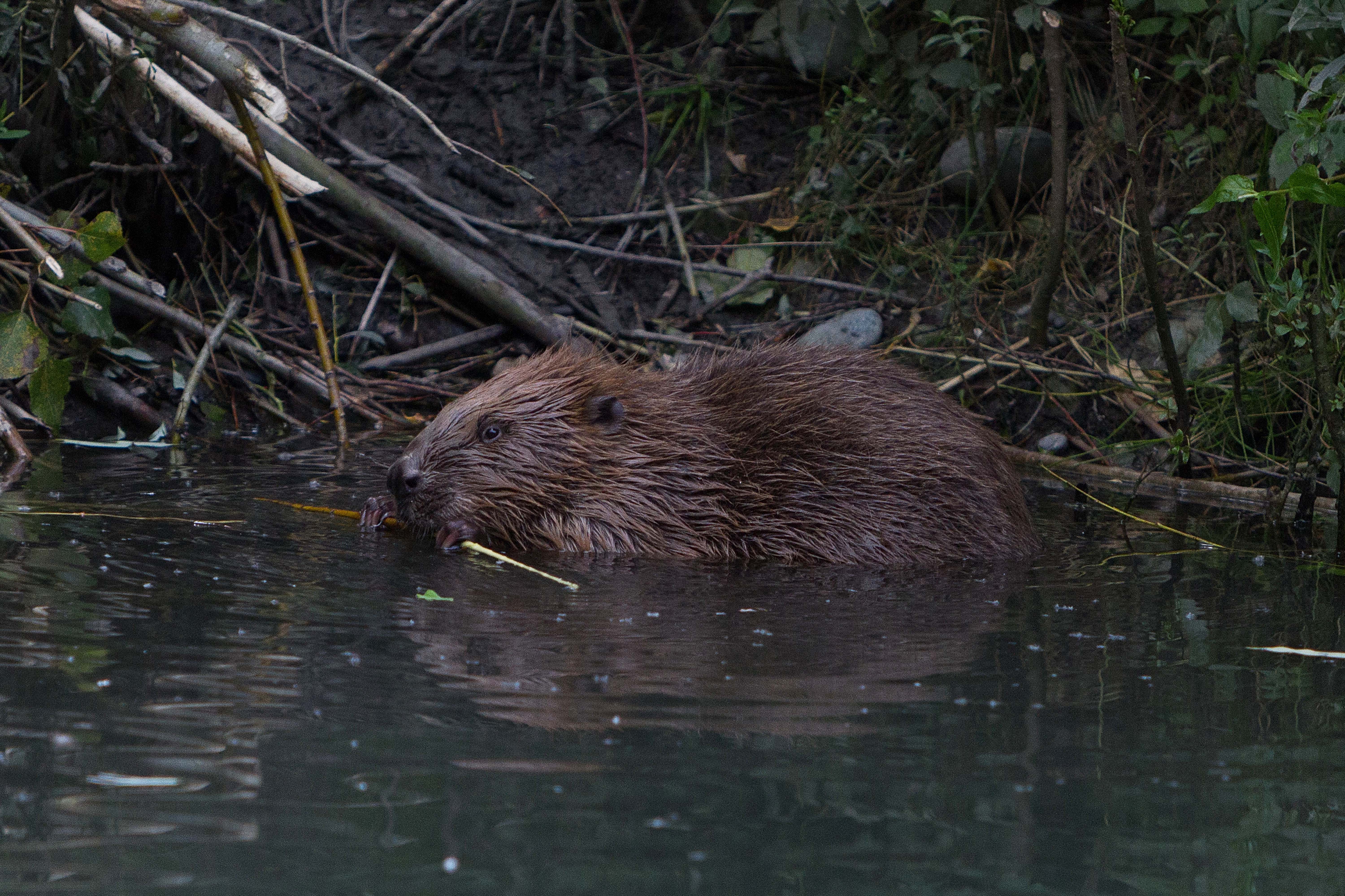 Der Biber hinterlässt im Stadtgebiet Innsbruck seine Spuren.