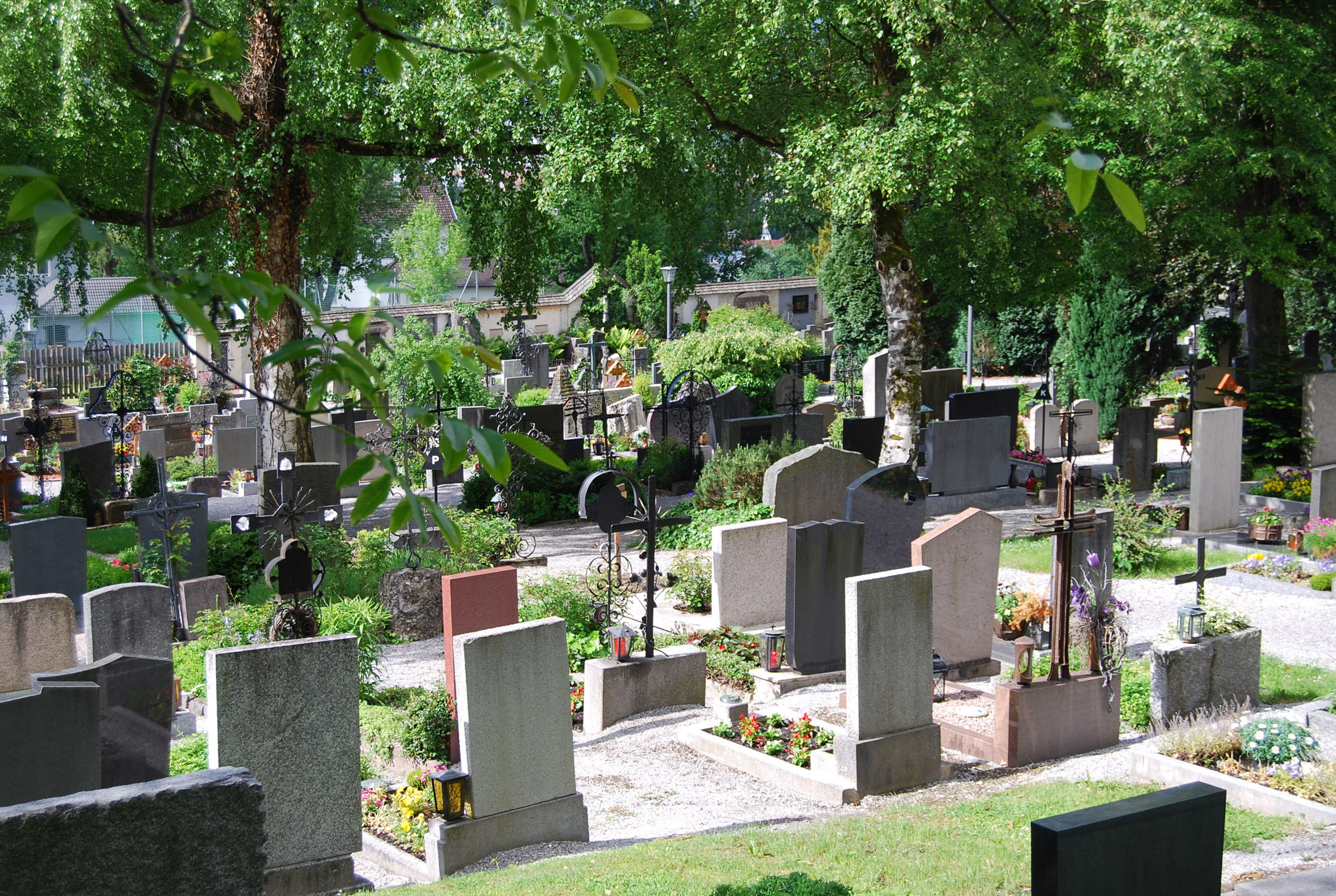 Mühlauer Friedhof: Der Verzicht von glyphosathaltigen Herbiziden sorgt für eine Vielfalt an Tier- und Pflanzenarten.