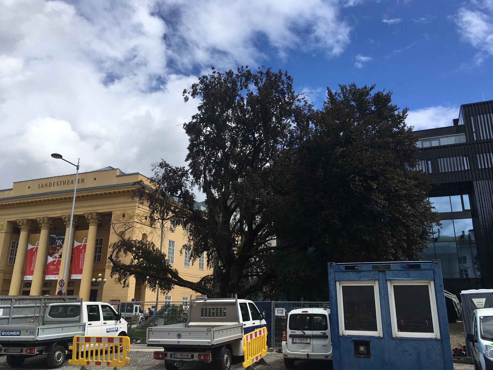 Die Lebensdauer der Rotbuche am Vorplatz des Hauses der Musik wird durch Schutzmaßnahmen verlängert